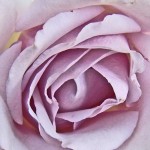 Brigittes-Rose