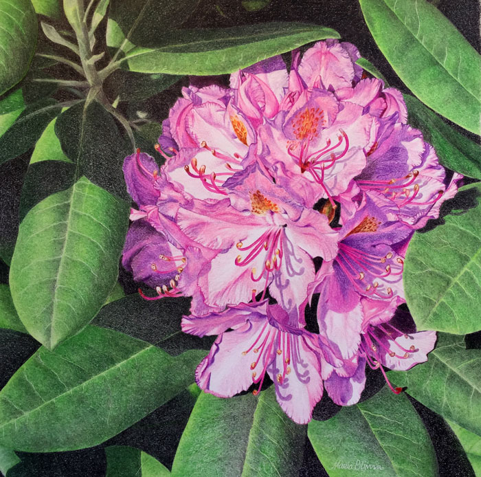 Rhododendron Drawing by Maria Blinova