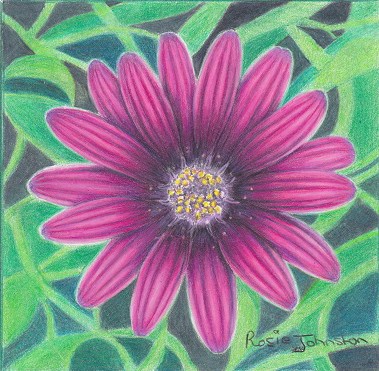 'Purple Dahlia' by Rosie Johnston