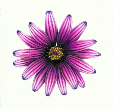 Coloured pencil drawing of an African Daisy
