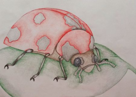 Pencil drawing of a lady beetle