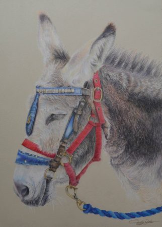 Coloured pencil drawing of a Donkey