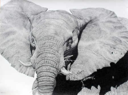 Graphite pencil drawing of an elephant
