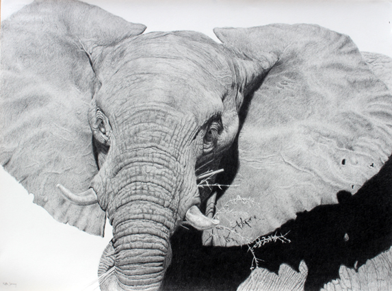 Cindy Wider interviews Wildlife Artist Kate Jenvey