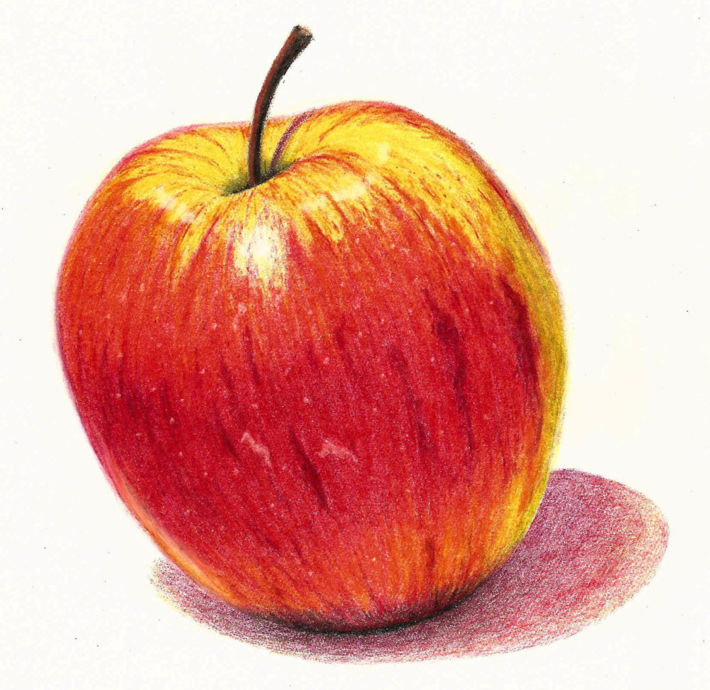 Fruits Colour Pencil Drawing