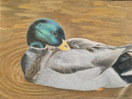 Waterbird Drawing by Deepti Mohile