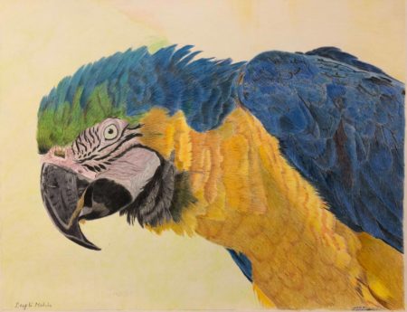 Macaw Drawing by Deepti Mohile