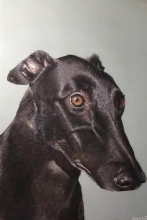 Janet Daniel - Greyhound Portrait