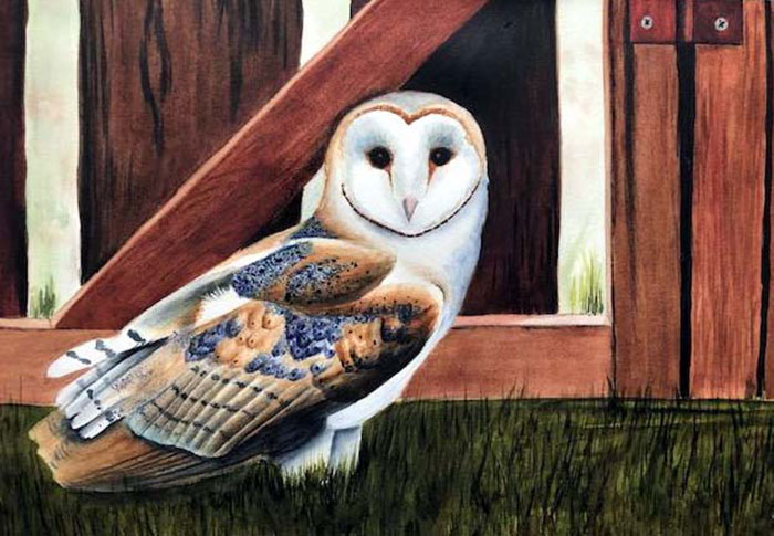Barn Owl by Sheila Perry from photo by Bryn Ditheridge