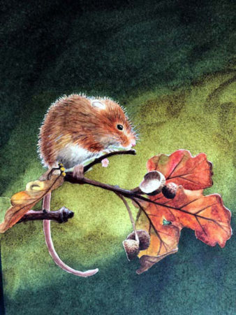 Mouse and Acorn by Sheila Perry from photo by Paul Fine 