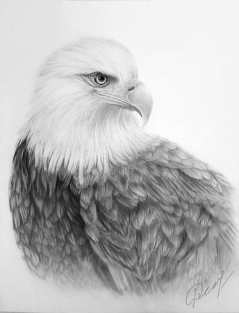 Eagle Drawing by Olga Rogavets - Learn to Draw and Color with Cindy Wider