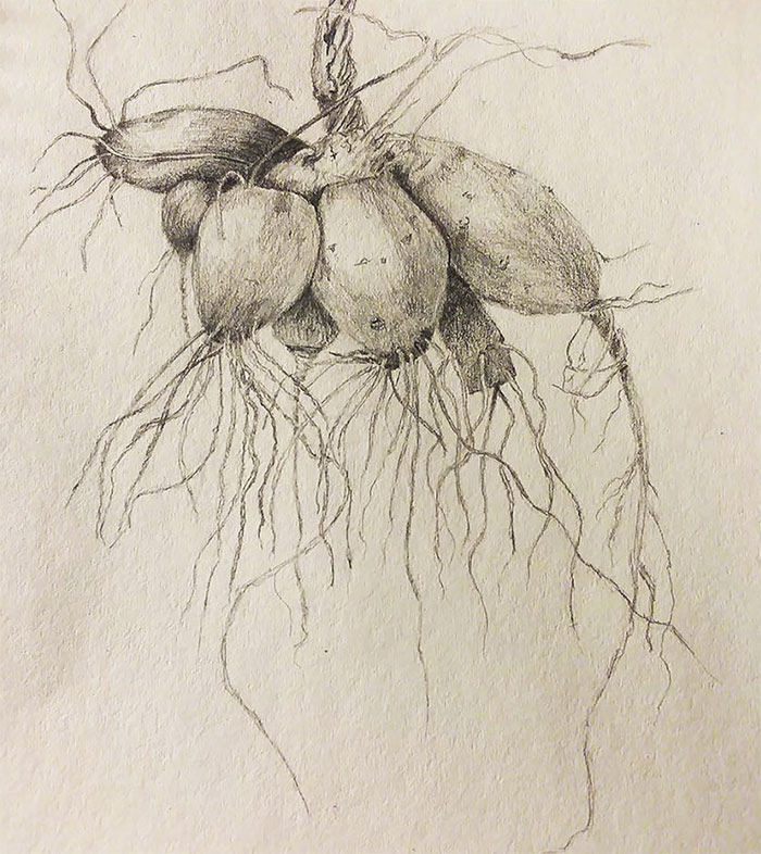 Botanical Drawing by Tracie Walters after studying with DrawPj.com