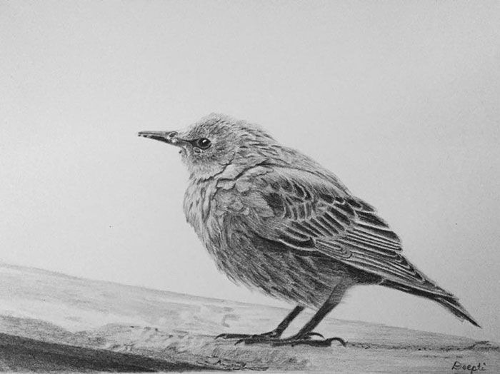 Award Winning pencil drawing of a vird by Deepti Mohile