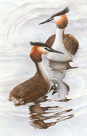 Courting Great Crested Grebes