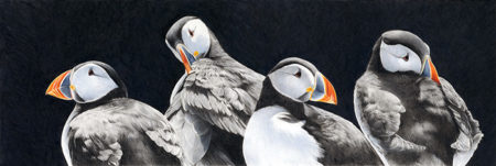 Puffin Quartet by Alan Woollett