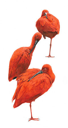 Scarlet Ibis Coloured Pencil by Alan Woollett