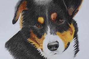 Adorable Coloured Pencil Dog Drawings