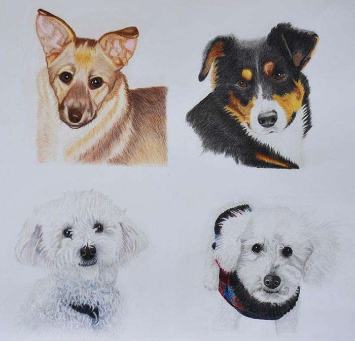 Adorable Coloured Pencil Dog Drawings - The Complete Online Drawing Course  by Cindy Wider
