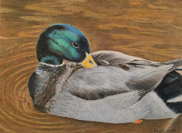 Mallard Duck by Deepti Mohile