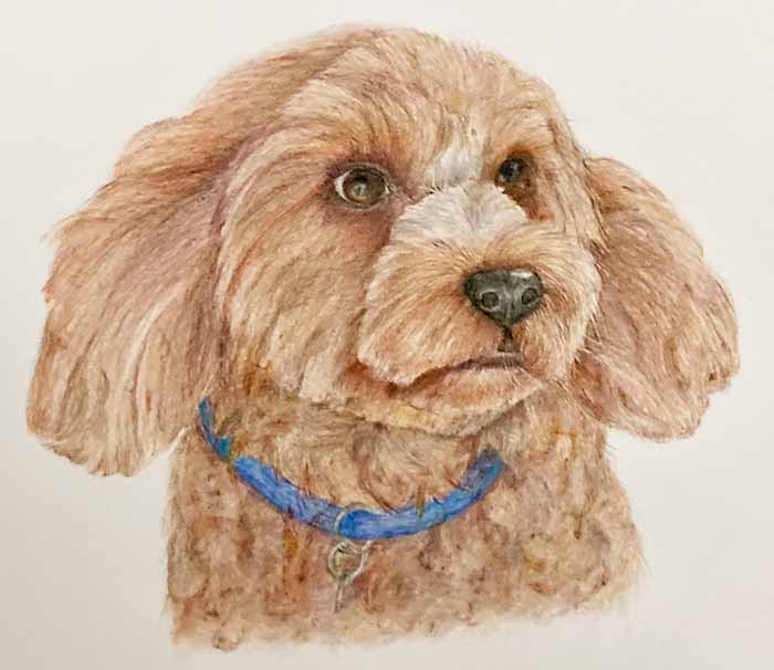 Wags the Cavoodle by Dee Tracy