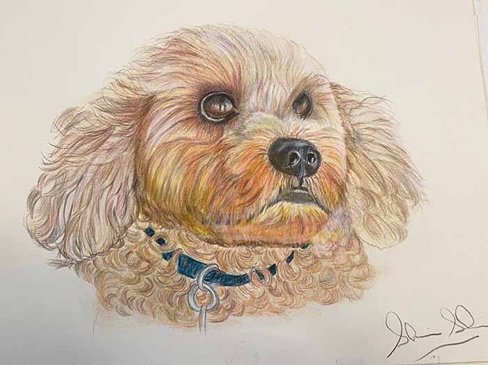 Wags the Cavoodle by Shirin Shamsi