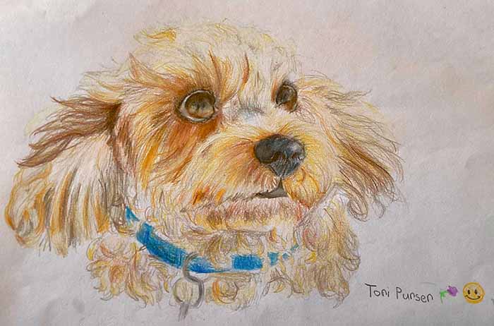 Wags the Cavoodle by Tori Purser