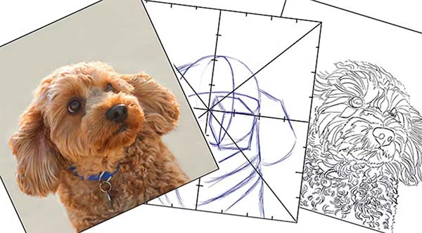 Photograph and outlines of a dog