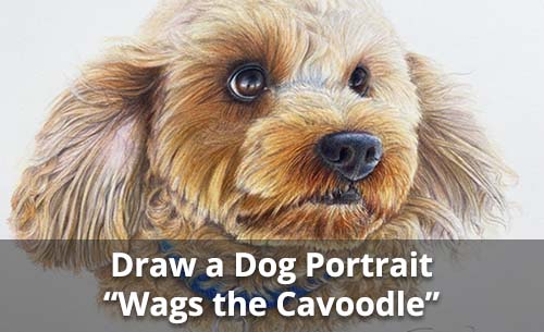 Draw a Dog Portrait in Colored Pencil "Wags the Cavoodle"