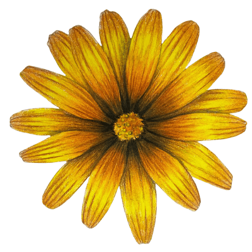 Gold Daisy