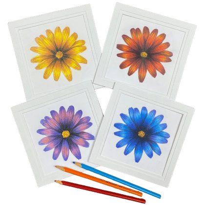 4 Daisy colored pencil drawings